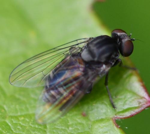 Lindneromyia dorsalis